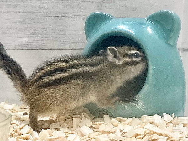 シマリス（ノーマル）