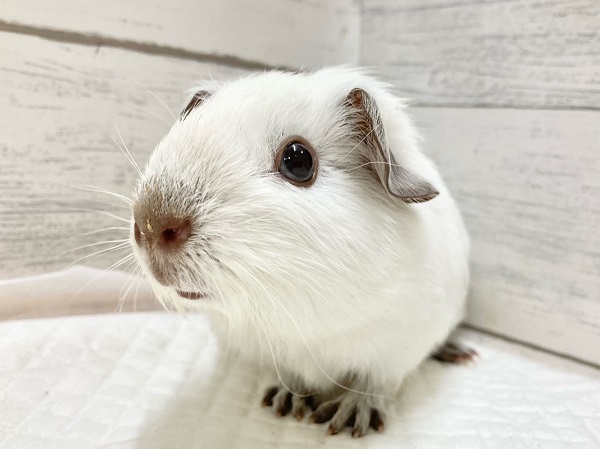 ロシアンスモークモルモット（ホワイト）　女の子　上品な雰囲気のカラーの子が来ました！