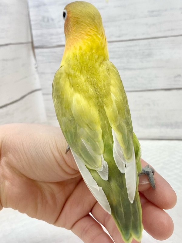 ヤマブキボタンインコ
