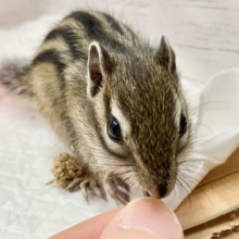 最新画像！シマリス　女の子　すくすく成長中！