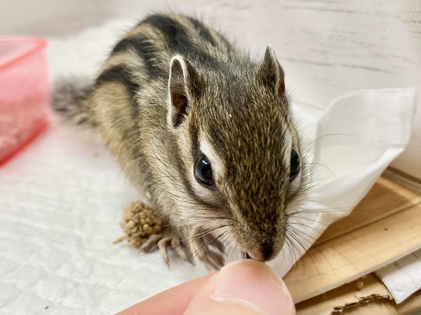 最新画像!シマリス 女の子 すくすく成長中! 最新画像!シマリス 女の子 すくすく成長中!