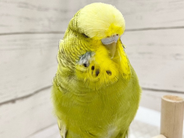 最新画像！ジャンボセキセイインコ(スパングル)　もふもふヘッドのツンデレさん♪