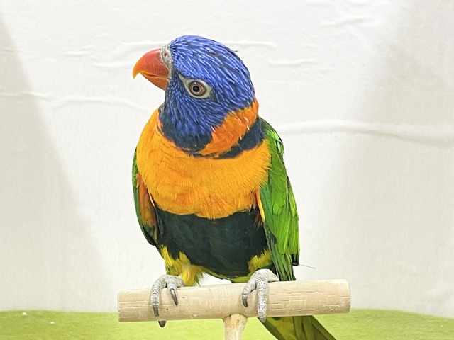 ☆最新画像更新☆ ボール遊び大得意です! アカエリゴシキセイガイインコ アカエリゴシキセイガイインコ