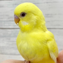 セキセイインコ（ルチノー）　眩しいキラキライエロー！