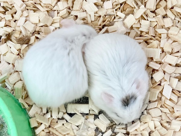 ロボロフスキーハムスター