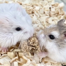 ロボロフスキーハムスター　女の子　ダッシュもごはんも全力で！！