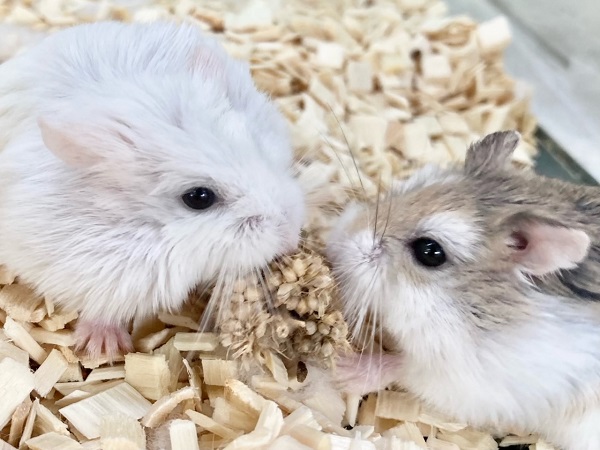 ロボロフスキーハムスター　女の子　ダッシュもごはんも全力で！！