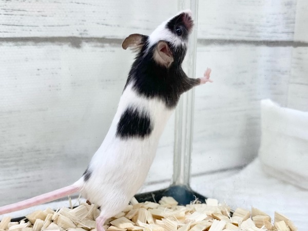 パンダマウス 女の子 個性色々♪白黒模様のネズミさんです! パンダマウス