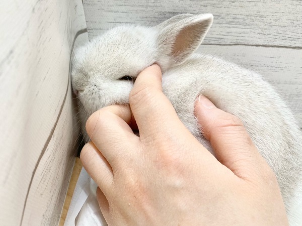 ネザーランドドワーフ