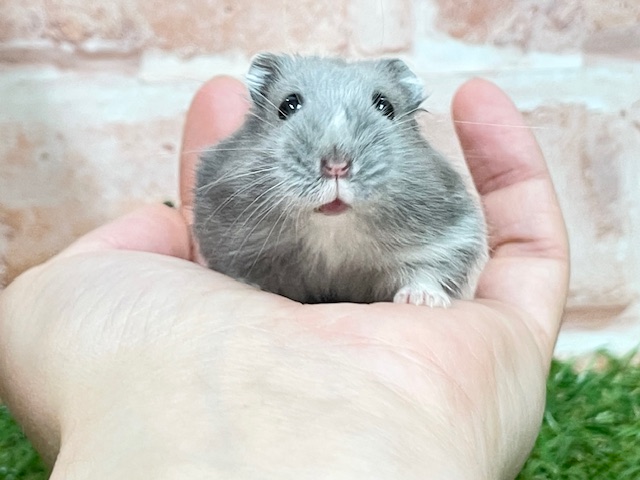 気品溢れるブルーカラー☆ ロシアンブルーハムスター♬ ジャンガリアン