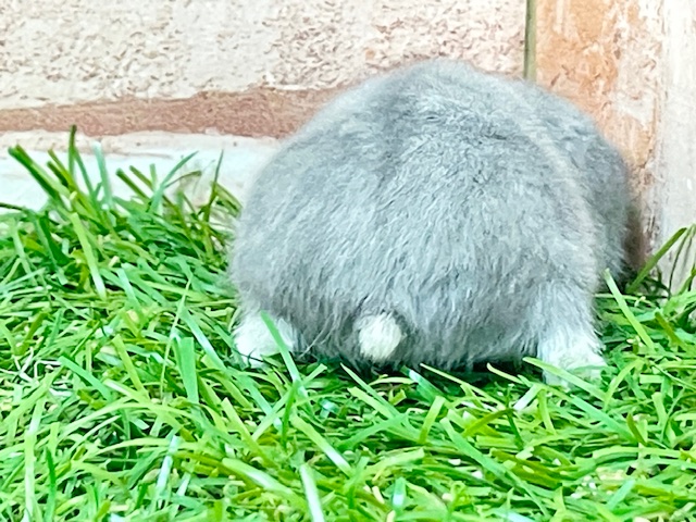 気品溢れるブルーカラー☆ ロシアンブルーハムスター♬ ジャンガリアン