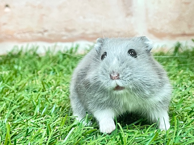 気品溢れるブルーカラー☆ ロシアンブルーハムスター♬ ジャンガリアン