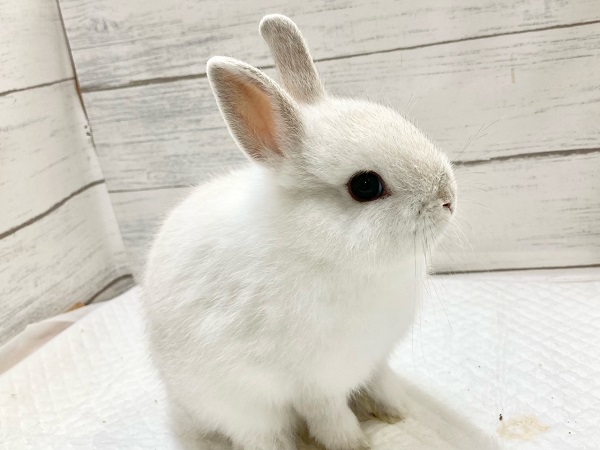 ネザーランドドワーフ