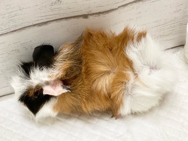 アビシニアンモルモット