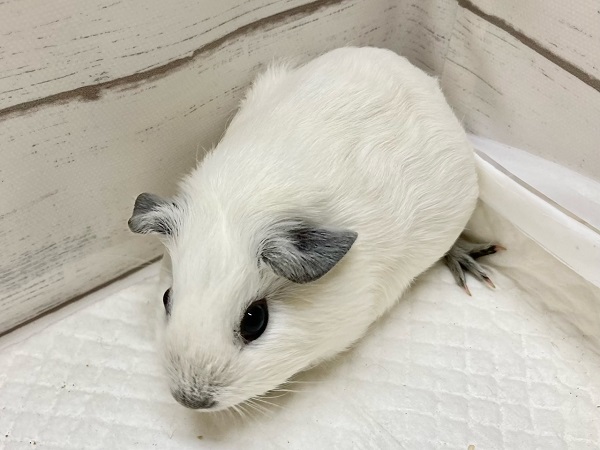 ロシアンスモークモルモット