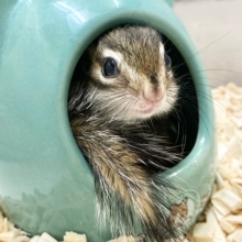 シマリス　男の子　今年もやって来ました～！