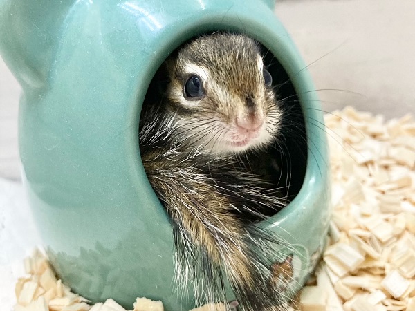 シマリス　男の子　今年もやって来ました～！