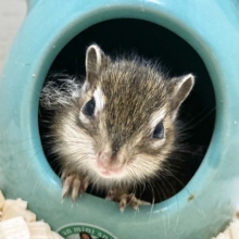 シマリス　女の子　お待ちかねのベビーちゃんが来ました！