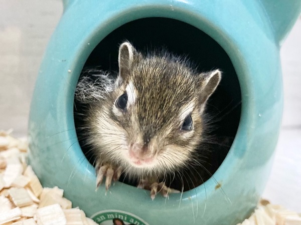 シマリス　女の子　お待ちかねのベビーちゃんが来ました！