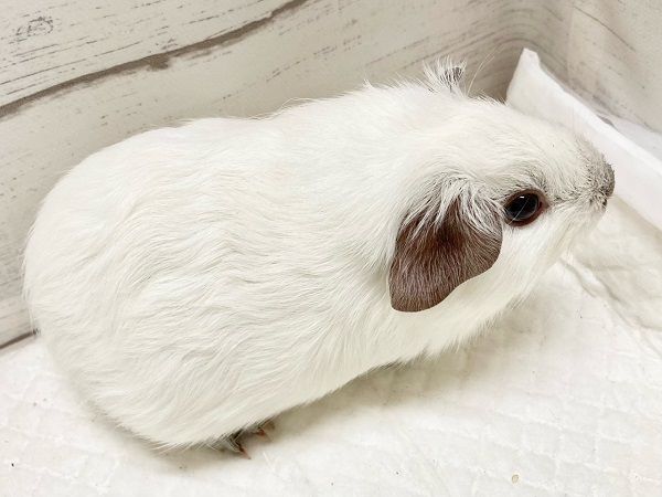 ロシアンスモークモルモット