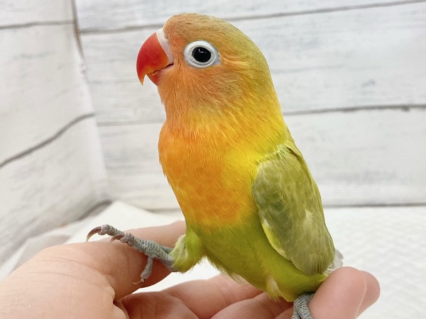 ヤマブキボタンインコ