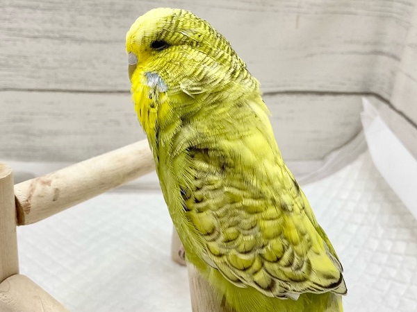 ジャンボセキセイインコ