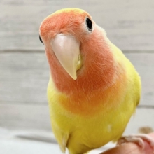 最新画像！コザクラインコ（ゴールデンチェリー）　怖がりだけどいい子なんです♪