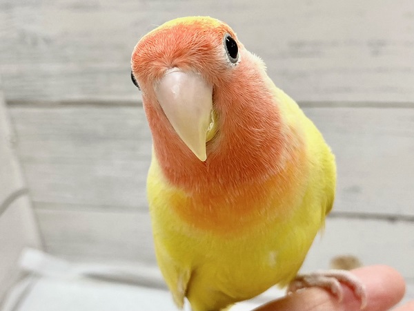 最新画像！コザクラインコ（ゴールデンチェリー）　怖がりだけどいい子なんです♪
