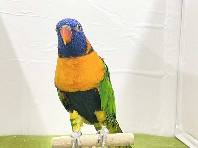 ☆最新画像更新☆ ボール遊び大得意です! アカエリゴシキセイガイインコ ☆最新画像更新☆ ボール遊び大得意です! アカエリゴシキセイガイインコ