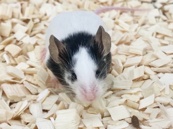 パンダマウス 女の子 個性色々♪白黒模様のネズミさんです! パンダマウス