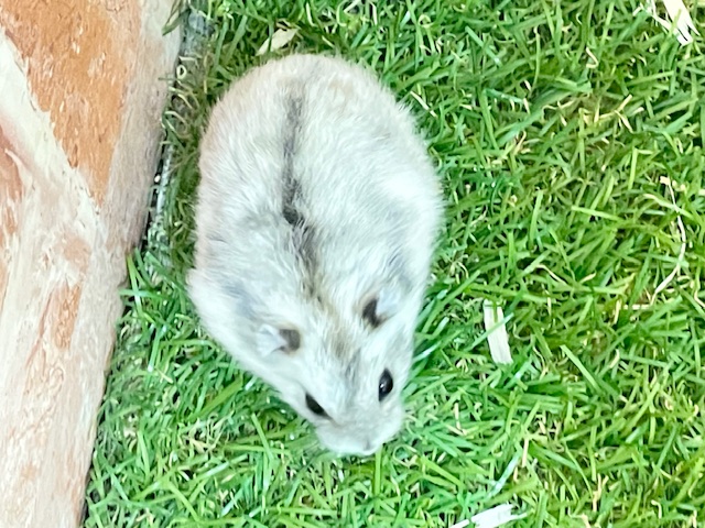 ステキな模様💖 ジャンガリアンハムスターのパイドカラー♬ ジャンガリアン