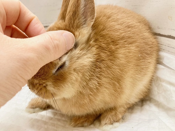 ネザーランドドワーフ