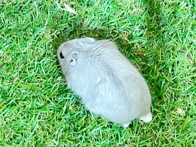 気品溢れるブルーカラー☆ ロシアンブルーハムスター♬ ジャンガリアン