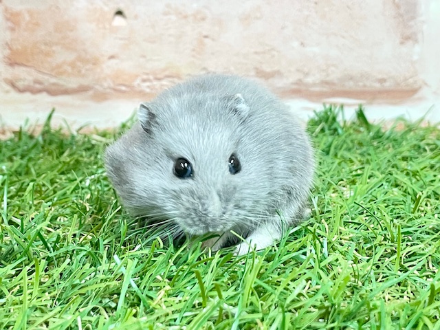気品溢れるブルーカラー☆ ロシアンブルーハムスター♬ ジャンガリアン