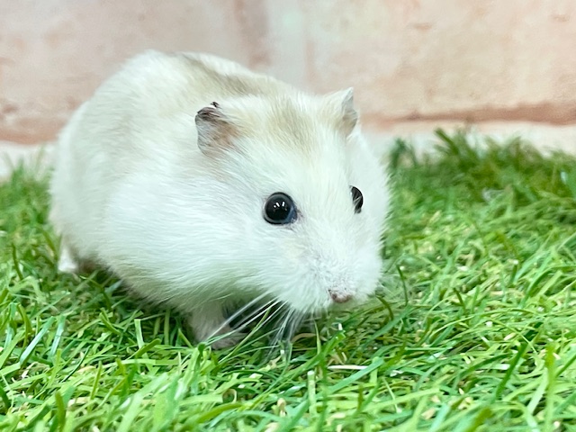 ジャンガリアン