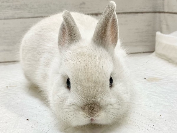 ネザーランドドワーフ