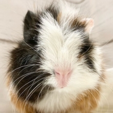 アビシニアンモルモット（三色）　女の子　かわいい三毛モルちゃんです♪