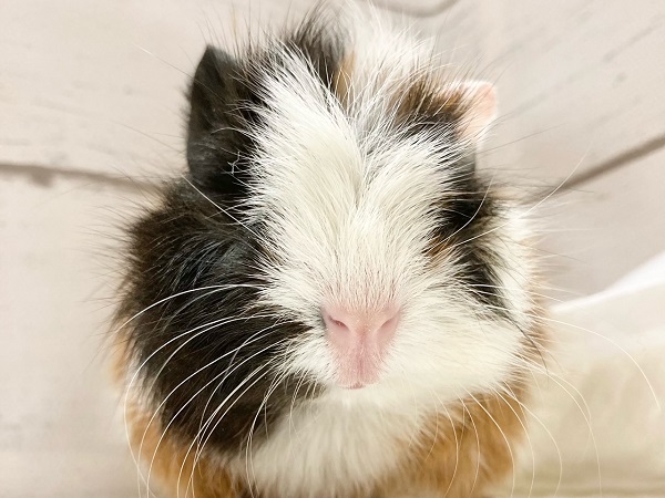 アビシニアンモルモット（三色）　女の子　かわいい三毛モルちゃんです♪
