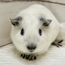 ロシアンスモークモルモット（ホワイト）　女の子　目力あります！