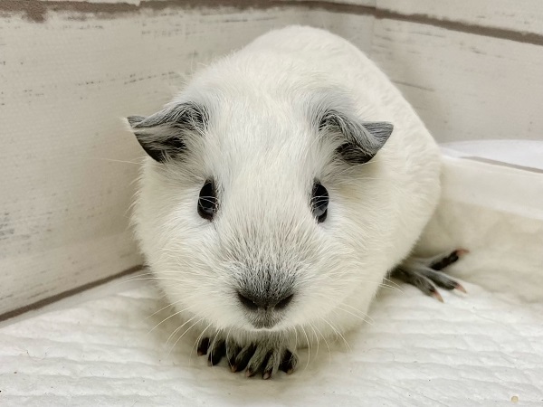 ロシアンスモークモルモット（ホワイト）　女の子　目力あります！