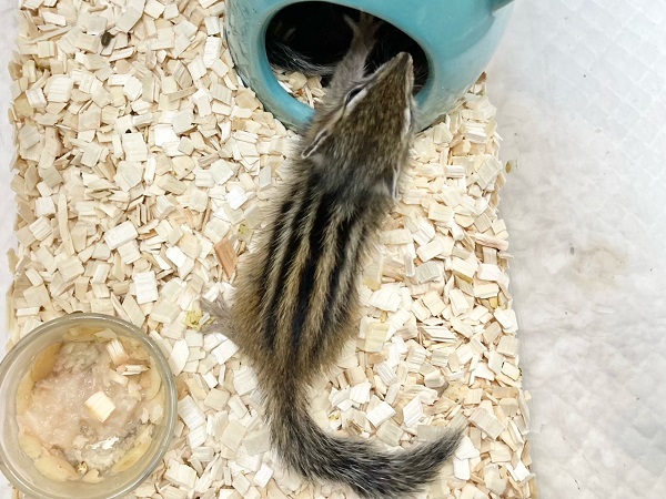 シマリス（ノーマル）