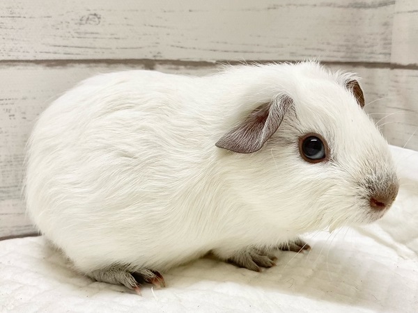 ロシアンスモークモルモット