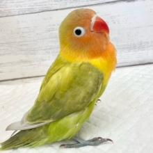 最新画像！畑のおやさいカラー🥕🍅🥬😋　ヤマブキボタンインコ