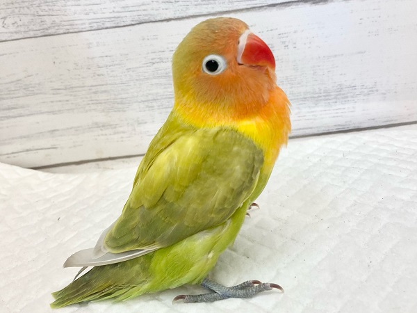 最新画像！畑のおやさいカラー🥕🍅🥬😋　ヤマブキボタンインコ