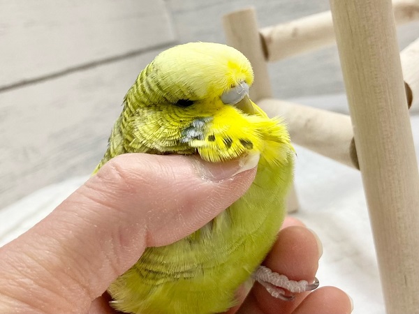 ジャンボセキセイインコ