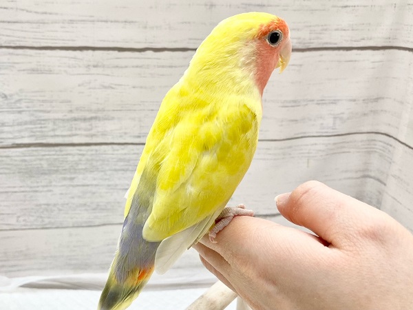コザクラインコ（小桜インコ）