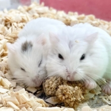 ロボロフスキーハムスター（スノーホワイト）　男の子　ちょこちょこ小っちゃなハムちゃんたちです♪