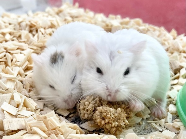 ロボロフスキーハムスター（スノーホワイト）　男の子　ちょこちょこ小っちゃなハムちゃんたちです♪