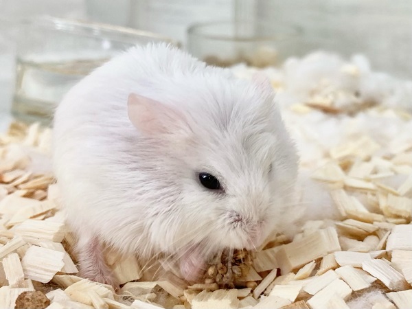 ロボロフスキーハムスター