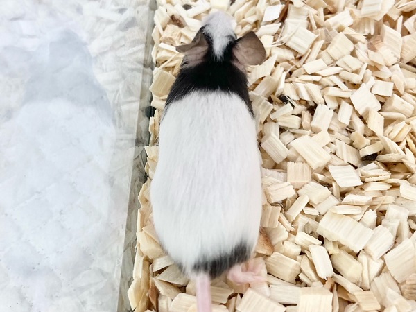 パンダマウス 女の子 個性色々♪白黒模様のネズミさんです! パンダマウス